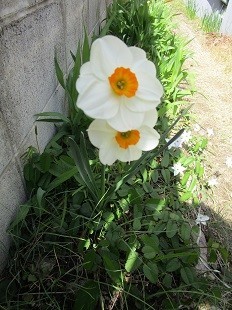 f:id:cangael:20210323124656j:plain