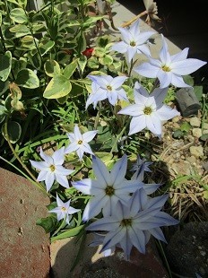 f:id:cangael:20210323124727j:plain