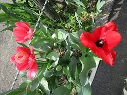 f:id:cangael:20210327135027j:plain