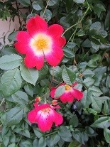 f:id:cangael:20210503120538j:image:right