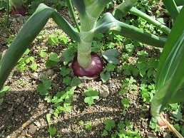 f:id:cangael:20210509093115j:plain