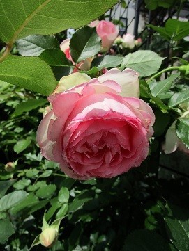 f:id:cangael:20210510132116j:plain