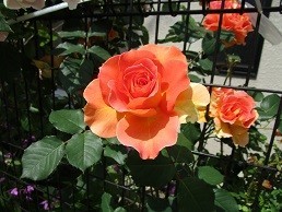 f:id:cangael:20210510132759j:plain