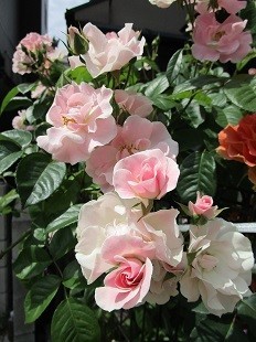 f:id:cangael:20210510132808j:plain