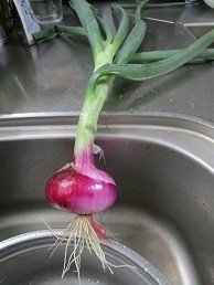 f:id:cangael:20210513092732j:plain