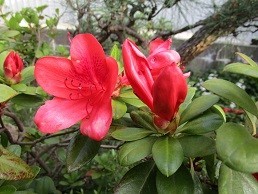 f:id:cangael:20210513171857j:plain