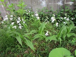 f:id:cangael:20210513171909j:plain