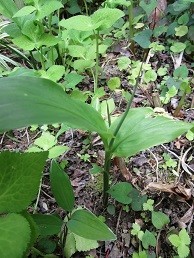 f:id:cangael:20210514112748j:plain