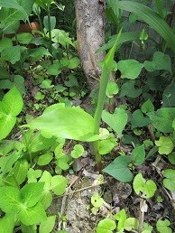 f:id:cangael:20210514112929j:plain