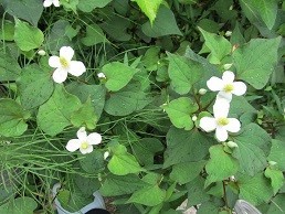 f:id:cangael:20210522143206j:plain