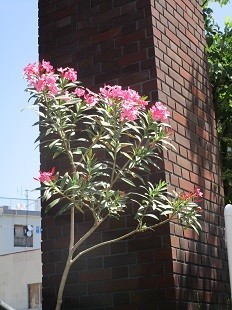 f:id:cangael:20210531102102j:plain