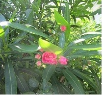 f:id:cangael:20210531102751j:plain