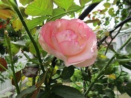 f:id:cangael:20210607133111j:plain