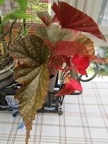 f:id:cangael:20210614092749j:plain