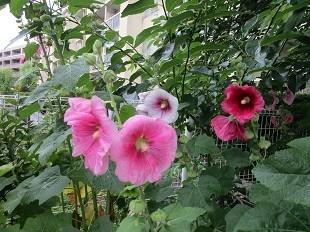 f:id:cangael:20210616145555j:plain