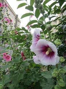 f:id:cangael:20210616145634j:plain