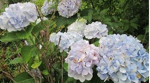 f:id:cangael:20210616150022j:image:left