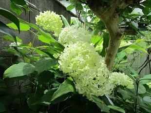 f:id:cangael:20210622101235j:plain