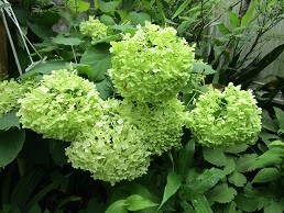 f:id:cangael:20210629105806j:plain