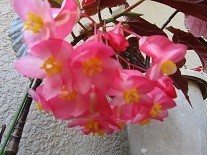 f:id:cangael:20210725082146j:image:right