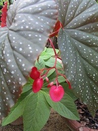 f:id:cangael:20210818174212j:plain