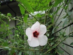 f:id:cangael:20210820112709j:image:left