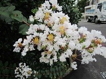 f:id:cangael:20210824103842j:image:left