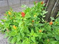f:id:cangael:20210824110107j:image:right