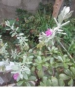 f:id:cangael:20210830072024j:image:right