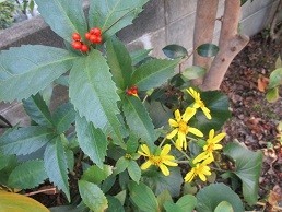 f:id:cangael:20211102153403j:plain