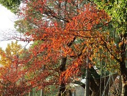 f:id:cangael:20211114151342j:plain