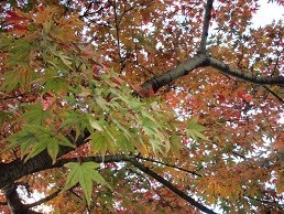 f:id:cangael:20211202114932j:plain