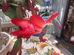 f:id:cangael:20220102115501j:plain