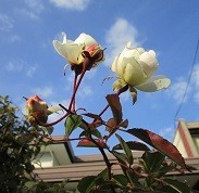 f:id:cangael:20220109141457j:image:left