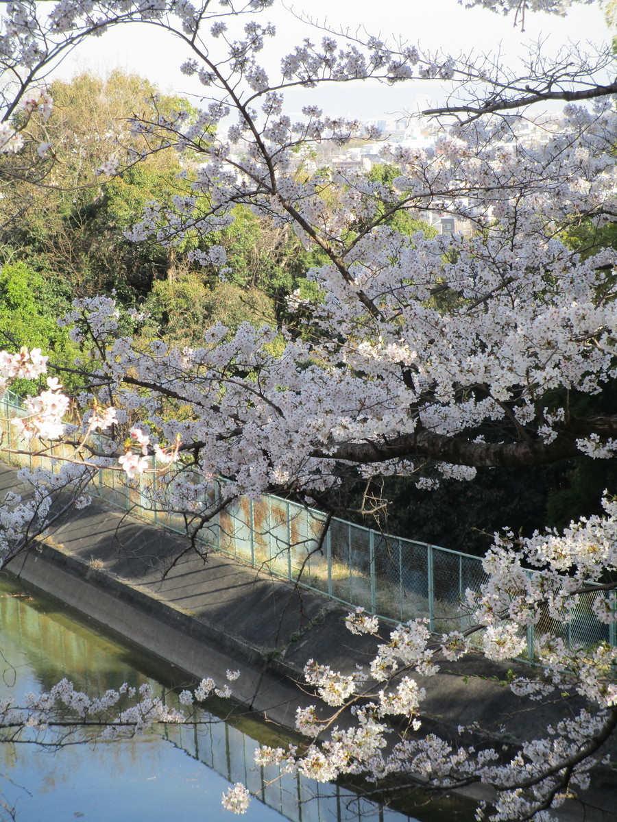 f:id:cangael:20220405151906j:plain