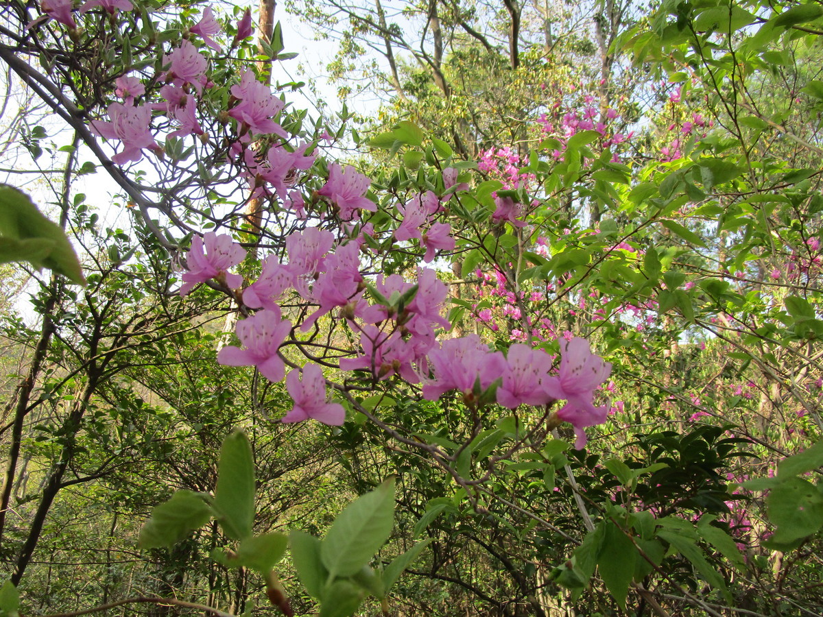 f:id:cangael:20220410144728j:plain