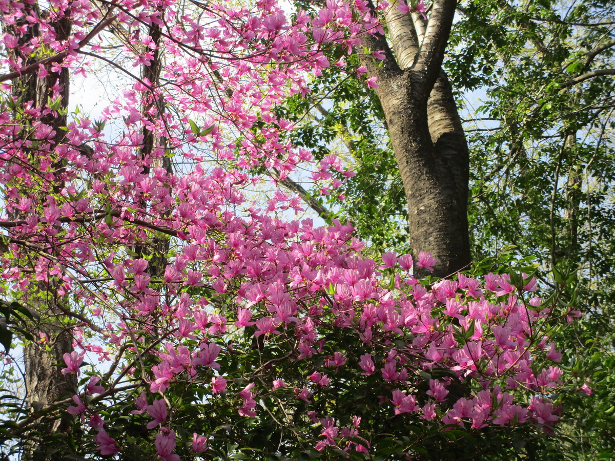 f:id:cangael:20220410145107j:plain