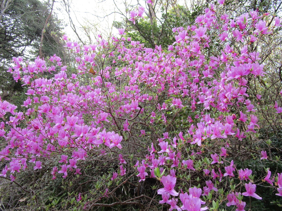 f:id:cangael:20220410145233j:plain