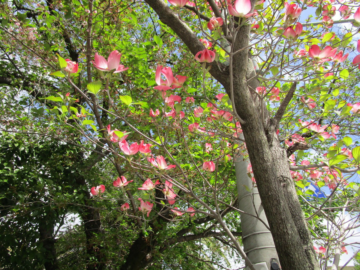 f:id:cangael:20220416100622j:plain