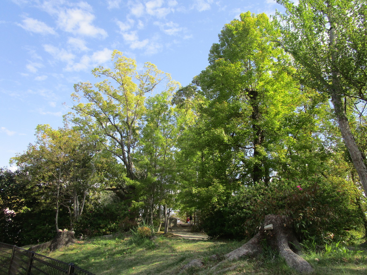 f:id:cangael:20220417150310j:plain