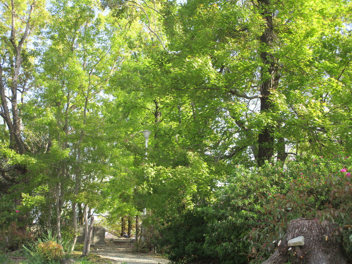 f:id:cangael:20220417150315j:plain