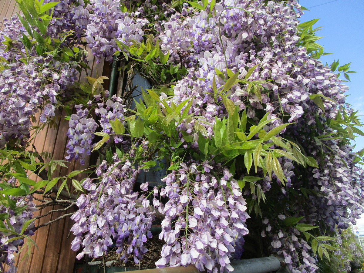 f:id:cangael:20220417151911j:plain