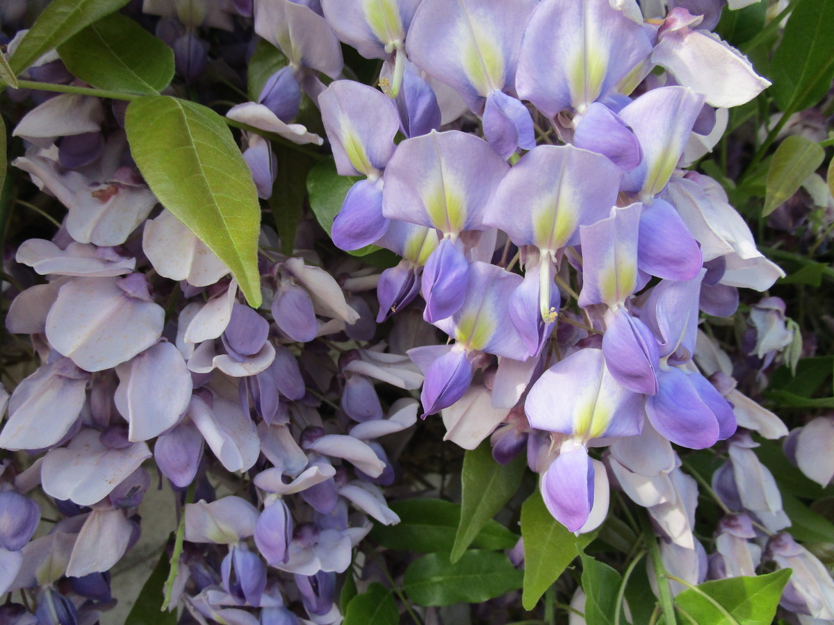 f:id:cangael:20220417152019j:plain