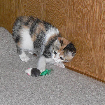 f:id:cannon:20091014223037j:image:w36