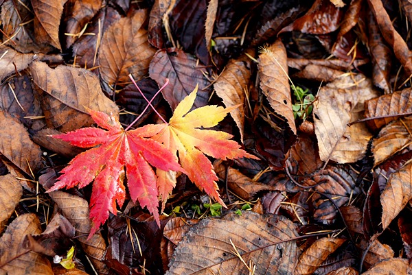 f:id:cannon:20201029101801j:plain