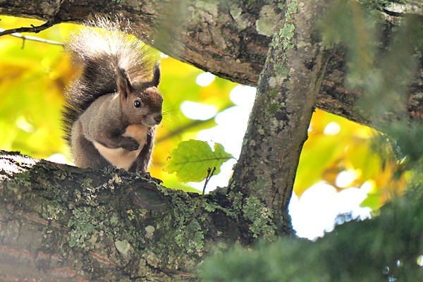 f:id:cannon:20201029105102j:plain