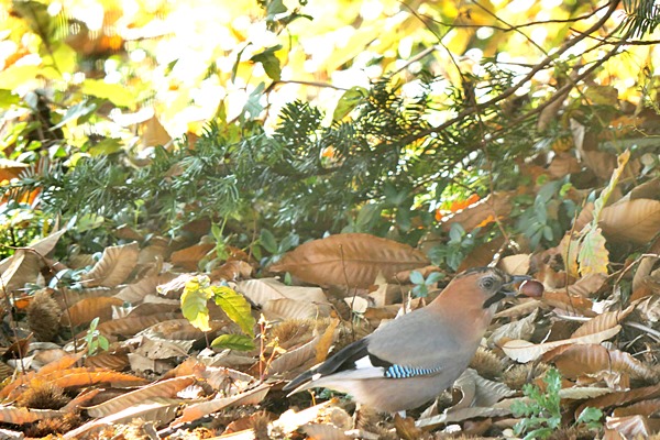 f:id:cannon:20201030075018j:plain