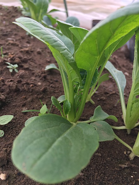 f:id:cannon:20210415144259j:plain