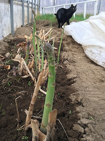 f:id:cannon:20210415144501j:plain