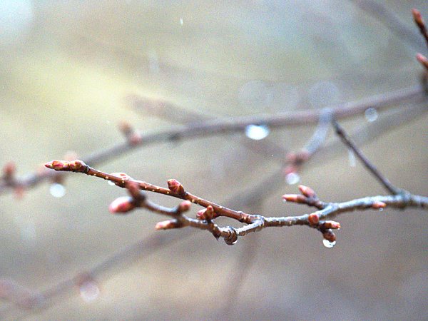 f:id:cannon:20210418130254j:plain